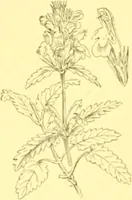 Picture 398 of 757 from Flore pittoresque de la France : anatomie, physiologie, classification, description des plantes indigènes et cultivées au point de vue de l'agriculture, de l'horticulture et de la sylviculture / publiée sous la direction de J. Rothschild. (1885), leaf 341