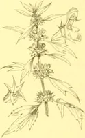 Picture 399 of 757 from Flore pittoresque de la France : anatomie, physiologie, classification, description des plantes indigènes et cultivées au point de vue de l'agriculture, de l'horticulture et de la sylviculture / publiée sous la direction de J. Rothschild. (1885), leaf 341