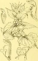 An illustration from Flore pittoresque de la France : anatomie, physiologie, classification, description des plantes indigènes et cultivées au point de vue de l'agriculture, de l'horticulture et de la sylviculture / publiée sous la direction de J. Rothschild. (1885)