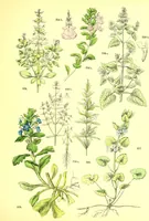 Picture 401 of 757 from Flore pittoresque de la France : anatomie, physiologie, classification, description des plantes indigènes et cultivées au point de vue de l'agriculture, de l'horticulture et de la sylviculture / publiée sous la direction de J. Rothschild. (1885), leaf 342