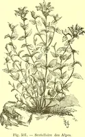 Picture 402 of 757 from Flore pittoresque de la France : anatomie, physiologie, classification, description des plantes indigènes et cultivées au point de vue de l'agriculture, de l'horticulture et de la sylviculture / publiée sous la direction de J. Rothschild. (1885), leaf 344