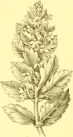 An illustration from Flore pittoresque de la France : anatomie, physiologie, classification, description des plantes indigènes et cultivées au point de vue de l'agriculture, de l'horticulture et de la sylviculture / publiée sous la direction de J. Rothschild. (1885)