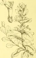 Picture 404 of 757 from Flore pittoresque de la France : anatomie, physiologie, classification, description des plantes indigènes et cultivées au point de vue de l'agriculture, de l'horticulture et de la sylviculture / publiée sous la direction de J. Rothschild. (1885), leaf 345