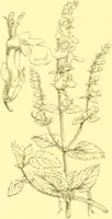 Picture 405 of 757 from Flore pittoresque de la France : anatomie, physiologie, classification, description des plantes indigènes et cultivées au point de vue de l'agriculture, de l'horticulture et de la sylviculture / publiée sous la direction de J. Rothschild. (1885), leaf 345