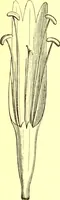 Picture 407 of 757 from Flore pittoresque de la France : anatomie, physiologie, classification, description des plantes indigènes et cultivées au point de vue de l'agriculture, de l'horticulture et de la sylviculture / publiée sous la direction de J. Rothschild. (1885), leaf 348