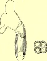 An illustration from Flore pittoresque de la France : anatomie, physiologie, classification, description des plantes indigènes et cultivées au point de vue de l'agriculture, de l'horticulture et de la sylviculture / publiée sous la direction de J. Rothschild. (1885)