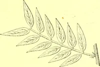 An illustration from Flore pittoresque de la France : anatomie, physiologie, classification, description des plantes indigènes et cultivées au point de vue de l'agriculture, de l'horticulture et de la sylviculture / publiée sous la direction de J. Rothschild. (1885)