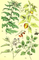 Picture 409 of 757 from Flore pittoresque de la France : anatomie, physiologie, classification, description des plantes indigènes et cultivées au point de vue de l'agriculture, de l'horticulture et de la sylviculture / publiée sous la direction de J. Rothschild. (1885), leaf 350