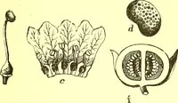 An illustration from Flore pittoresque de la France : anatomie, physiologie, classification, description des plantes indigènes et cultivées au point de vue de l'agriculture, de l'horticulture et de la sylviculture / publiée sous la direction de J. Rothschild. (1885)