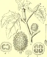 Picture 411 of 757 from Flore pittoresque de la France : anatomie, physiologie, classification, description des plantes indigènes et cultivées au point de vue de l'agriculture, de l'horticulture et de la sylviculture / publiée sous la direction de J. Rothschild. (1885), leaf 352