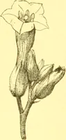 An illustration from Flore pittoresque de la France : anatomie, physiologie, classification, description des plantes indigènes et cultivées au point de vue de l'agriculture, de l'horticulture et de la sylviculture / publiée sous la direction de J. Rothschild. (1885)