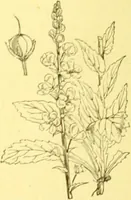 An illustration from Flore pittoresque de la France : anatomie, physiologie, classification, description des plantes indigènes et cultivées au point de vue de l'agriculture, de l'horticulture et de la sylviculture / publiée sous la direction de J. Rothschild. (1885)