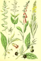 An illustration from Flore pittoresque de la France : anatomie, physiologie, classification, description des plantes indigènes et cultivées au point de vue de l'agriculture, de l'horticulture et de la sylviculture / publiée sous la direction de J. Rothschild. (1885)