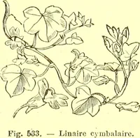 Picture 415 of 757 from Flore pittoresque de la France : anatomie, physiologie, classification, description des plantes indigènes et cultivées au point de vue de l'agriculture, de l'horticulture et de la sylviculture / publiée sous la direction de J. Rothschild. (1885), leaf 356