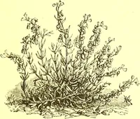 An illustration from Flore pittoresque de la France : anatomie, physiologie, classification, description des plantes indigènes et cultivées au point de vue de l'agriculture, de l'horticulture et de la sylviculture / publiée sous la direction de J. Rothschild. (1885)