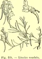Picture 417 of 757 from Flore pittoresque de la France : anatomie, physiologie, classification, description des plantes indigènes et cultivées au point de vue de l'agriculture, de l'horticulture et de la sylviculture / publiée sous la direction de J. Rothschild. (1885), leaf 356