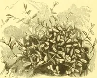 An illustration from Flore pittoresque de la France : anatomie, physiologie, classification, description des plantes indigènes et cultivées au point de vue de l'agriculture, de l'horticulture et de la sylviculture / publiée sous la direction de J. Rothschild. (1885)