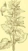 Picture 419 of 757 from Flore pittoresque de la France : anatomie, physiologie, classification, description des plantes indigènes et cultivées au point de vue de l'agriculture, de l'horticulture et de la sylviculture / publiée sous la direction de J. Rothschild. (1885), leaf 357