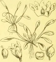 An illustration from Flore pittoresque de la France : anatomie, physiologie, classification, description des plantes indigènes et cultivées au point de vue de l'agriculture, de l'horticulture et de la sylviculture / publiée sous la direction de J. Rothschild. (1885)