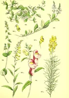 Picture 421 of 757 from Flore pittoresque de la France : anatomie, physiologie, classification, description des plantes indigènes et cultivées au point de vue de l'agriculture, de l'horticulture et de la sylviculture / publiée sous la direction de J. Rothschild. (1885), leaf 358