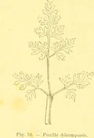 Picture 31 of 757 from Flore pittoresque de la France : anatomie, physiologie, classification, description des plantes indigènes et cultivées au point de vue de l'agriculture, de l'horticulture et de la sylviculture / publiée sous la direction de J. Rothschild. (1885), leaf 36
