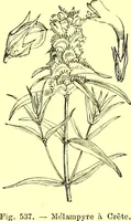 Picture 422 of 757 from Flore pittoresque de la France : anatomie, physiologie, classification, description des plantes indigènes et cultivées au point de vue de l'agriculture, de l'horticulture et de la sylviculture / publiée sous la direction de J. Rothschild. (1885), leaf 360