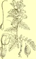 An illustration from Flore pittoresque de la France : anatomie, physiologie, classification, description des plantes indigènes et cultivées au point de vue de l'agriculture, de l'horticulture et de la sylviculture / publiée sous la direction de J. Rothschild. (1885)