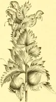 An illustration from Flore pittoresque de la France : anatomie, physiologie, classification, description des plantes indigènes et cultivées au point de vue de l'agriculture, de l'horticulture et de la sylviculture / publiée sous la direction de J. Rothschild. (1885)