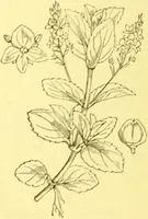 Picture 425 of 757 from Flore pittoresque de la France : anatomie, physiologie, classification, description des plantes indigènes et cultivées au point de vue de l'agriculture, de l'horticulture et de la sylviculture / publiée sous la direction de J. Rothschild. (1885), leaf 361