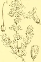 Picture 426 of 757 from Flore pittoresque de la France : anatomie, physiologie, classification, description des plantes indigènes et cultivées au point de vue de l'agriculture, de l'horticulture et de la sylviculture / publiée sous la direction de J. Rothschild. (1885), leaf 361