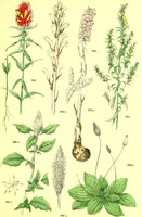 Picture 427 of 757 from Flore pittoresque de la France : anatomie, physiologie, classification, description des plantes indigènes et cultivées au point de vue de l'agriculture, de l'horticulture et de la sylviculture / publiée sous la direction de J. Rothschild. (1885), leaf 363