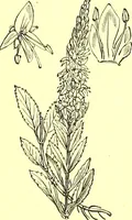 Picture 428 of 757 from Flore pittoresque de la France : anatomie, physiologie, classification, description des plantes indigènes et cultivées au point de vue de l'agriculture, de l'horticulture et de la sylviculture / publiée sous la direction de J. Rothschild. (1885), leaf 365