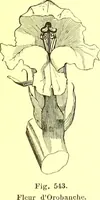 Picture 429 of 757 from Flore pittoresque de la France : anatomie, physiologie, classification, description des plantes indigènes et cultivées au point de vue de l'agriculture, de l'horticulture et de la sylviculture / publiée sous la direction de J. Rothschild. (1885), leaf 365