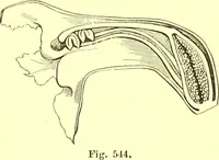 An illustration from Flore pittoresque de la France : anatomie, physiologie, classification, description des plantes indigènes et cultivées au point de vue de l'agriculture, de l'horticulture et de la sylviculture / publiée sous la direction de J. Rothschild. (1885)