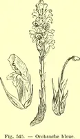 Picture 431 of 757 from Flore pittoresque de la France : anatomie, physiologie, classification, description des plantes indigènes et cultivées au point de vue de l'agriculture, de l'horticulture et de la sylviculture / publiée sous la direction de J. Rothschild. (1885), leaf 365