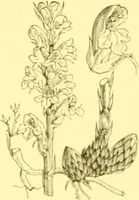 An illustration from Flore pittoresque de la France : anatomie, physiologie, classification, description des plantes indigènes et cultivées au point de vue de l'agriculture, de l'horticulture et de la sylviculture / publiée sous la direction de J. Rothschild. (1885)