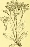An illustration from Flore pittoresque de la France : anatomie, physiologie, classification, description des plantes indigènes et cultivées au point de vue de l'agriculture, de l'horticulture et de la sylviculture / publiée sous la direction de J. Rothschild. (1885)