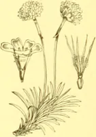 Picture 434 of 757 from Flore pittoresque de la France : anatomie, physiologie, classification, description des plantes indigènes et cultivées au point de vue de l'agriculture, de l'horticulture et de la sylviculture / publiée sous la direction de J. Rothschild. (1885), leaf 366