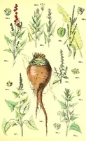 Picture 435 of 757 from Flore pittoresque de la France : anatomie, physiologie, classification, description des plantes indigènes et cultivées au point de vue de l'agriculture, de l'horticulture et de la sylviculture / publiée sous la direction de J. Rothschild. (1885), leaf 368
