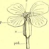 Picture 32 of 757 from Flore pittoresque de la France : anatomie, physiologie, classification, description des plantes indigènes et cultivées au point de vue de l'agriculture, de l'horticulture et de la sylviculture / publiée sous la direction de J. Rothschild. (1885), leaf 37