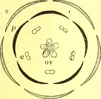 An illustration from Flore pittoresque de la France : anatomie, physiologie, classification, description des plantes indigènes et cultivées au point de vue de l'agriculture, de l'horticulture et de la sylviculture / publiée sous la direction de J. Rothschild. (1885)