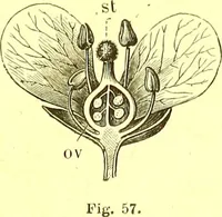 An illustration from Flore pittoresque de la France : anatomie, physiologie, classification, description des plantes indigènes et cultivées au point de vue de l'agriculture, de l'horticulture et de la sylviculture / publiée sous la direction de J. Rothschild. (1885)