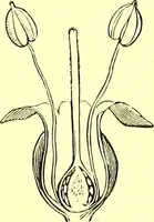 Picture 436 of 757 from Flore pittoresque de la France : anatomie, physiologie, classification, description des plantes indigènes et cultivées au point de vue de l'agriculture, de l'horticulture et de la sylviculture / publiée sous la direction de J. Rothschild. (1885), leaf 370