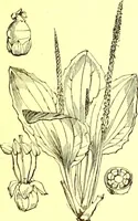 Picture 437 of 757 from Flore pittoresque de la France : anatomie, physiologie, classification, description des plantes indigènes et cultivées au point de vue de l'agriculture, de l'horticulture et de la sylviculture / publiée sous la direction de J. Rothschild. (1885), leaf 370