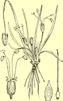 An illustration from Flore pittoresque de la France : anatomie, physiologie, classification, description des plantes indigènes et cultivées au point de vue de l'agriculture, de l'horticulture et de la sylviculture / publiée sous la direction de J. Rothschild. (1885)