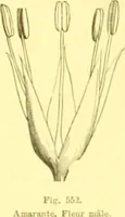 Picture 439 of 757 from Flore pittoresque de la France : anatomie, physiologie, classification, description des plantes indigènes et cultivées au point de vue de l'agriculture, de l'horticulture et de la sylviculture / publiée sous la direction de J. Rothschild. (1885), leaf 371