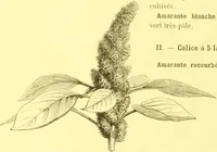 Picture 440 of 757 from Flore pittoresque de la France : anatomie, physiologie, classification, description des plantes indigènes et cultivées au point de vue de l'agriculture, de l'horticulture et de la sylviculture / publiée sous la direction de J. Rothschild. (1885), leaf 371