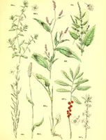 Picture 441 of 757 from Flore pittoresque de la France : anatomie, physiologie, classification, description des plantes indigènes et cultivées au point de vue de l'agriculture, de l'horticulture et de la sylviculture / publiée sous la direction de J. Rothschild. (1885), leaf 372