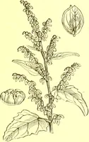An illustration from Flore pittoresque de la France : anatomie, physiologie, classification, description des plantes indigènes et cultivées au point de vue de l'agriculture, de l'horticulture et de la sylviculture / publiée sous la direction de J. Rothschild. (1885)