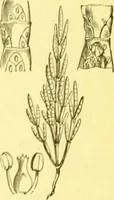 An illustration from Flore pittoresque de la France : anatomie, physiologie, classification, description des plantes indigènes et cultivées au point de vue de l'agriculture, de l'horticulture et de la sylviculture / publiée sous la direction de J. Rothschild. (1885)